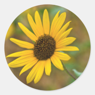 Pegatina Redonda EE. UU., Kansas. Girasol silvestre