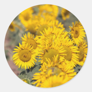 Pegatina Redonda EE.UU., Kansas. Girasoles (Helianthus Annuus)