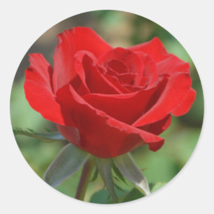 Pegatina Redonda EE. UU., Kansas, Rosa Roja