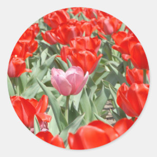 Pegatina Redonda EE. UU., Kansas, Tulipanes rojos con un tulipán ro