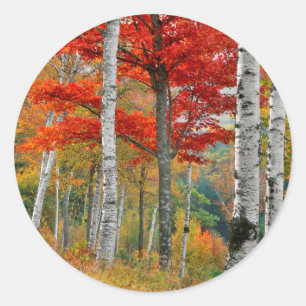 Pegatina Redonda EE. UU., Maine, lago Wyman. Bosque de abedules