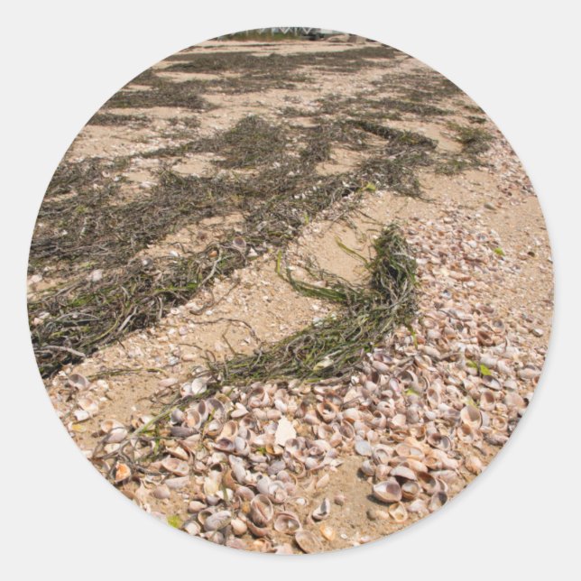 Pegatina Redonda EE. UU., Massachusetts, Nantucket. Concha (Anverso)