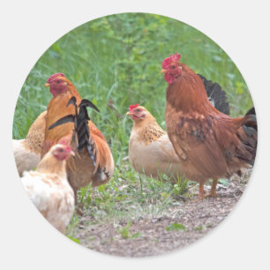 Pegatina Redonda EE. UU., Nebraska. Gallinas