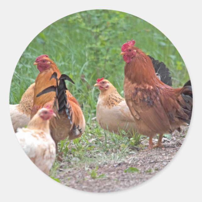 Pegatina Redonda EE. UU., Nebraska. Gallinas (Anverso)