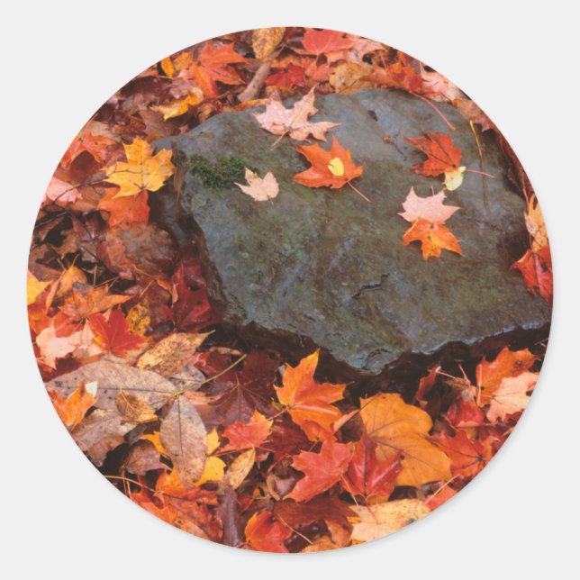 Pegatina Redonda EE.UU., Pennsylvania. Cierre Del Suelo Forestal (Anverso)