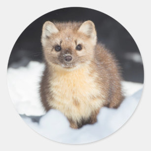 Pegatina Redonda EE.UU., Wyoming, Parque Nacional Yellowstone