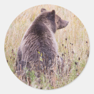 Pegatina Redonda EE. UU., Wyoming, Parque Nacional Yellowstone, Gri