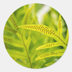 Pegatina Redonda EEUU, Hawaii, Isla Grande. Fern verde tropical