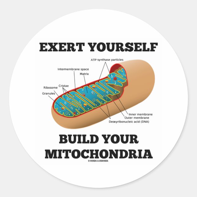 Pegatina Redonda Ejerza Tu Propia Construcción Mitochondria (Anverso)