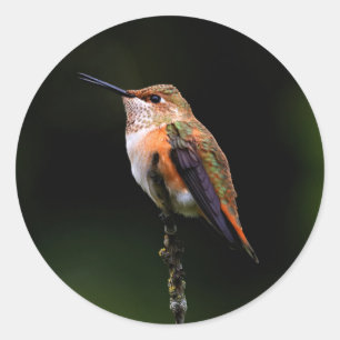 Pegatina Redonda El Adorable Hummingbird Rufous en una rama