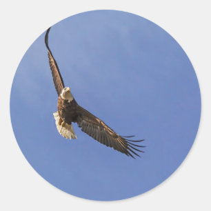 Pegatina Redonda El águila calva