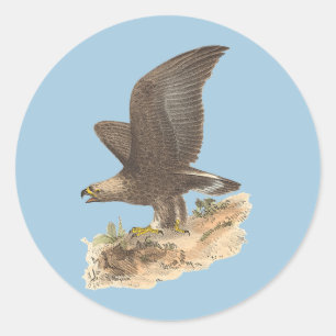Pegatina Redonda El águila dorada (Aquila chrysaetos) Imagen de páj