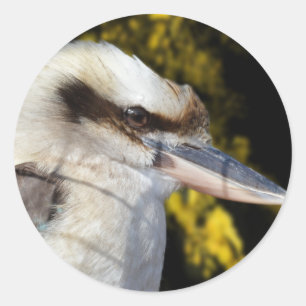 Pegatina Redonda El ala azul australiana Kookaburra,
