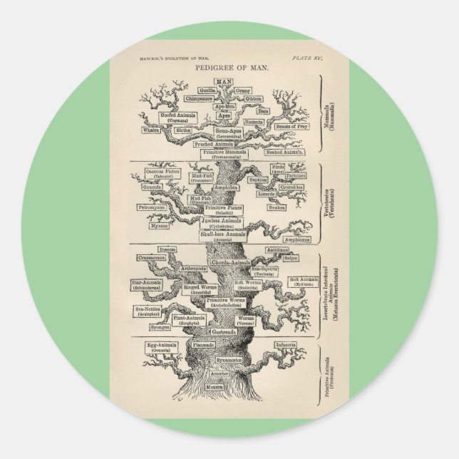 Pegatina Redonda El "árbol de la vida" de Ernst Haeckel (Anverso)