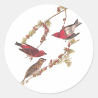 El arte vintage de las aves rojas fincas de Audubo