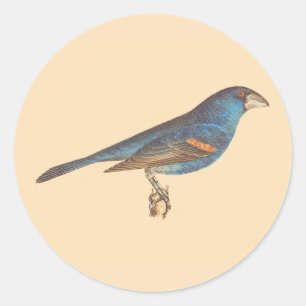 Pegatina Redonda El Blue Grosbeak, las aves de James De Kay en Nuev