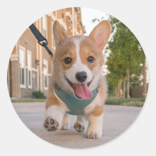 Pegatina Redonda El caminar en perrito del corgi de la sol