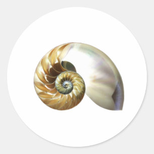 Pegatina Redonda El caparazón de Nautilus