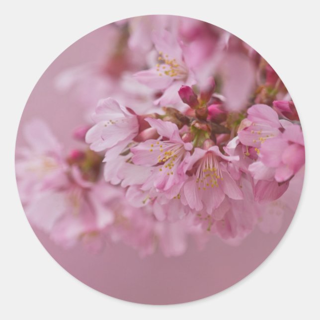 Pegatina Redonda El cerezo sakura florece con reflexiones rosa páli (Anverso)