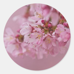 Pegatina Redonda El cerezo sakura florece con reflexiones rosa páli