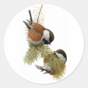 Pegatina Redonda El Chickadee Castaña-apoyado de Fuertes