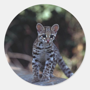 Pegatina Redonda El gatito de Margay (Felis wiedi) en el árbol
