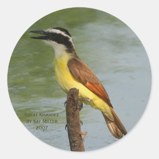 Pegatina Redonda El gran Kiskadee