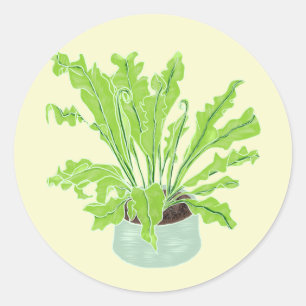 Pegatina Redonda El helecho del nido de pájaro de Asplenium - dibuj
