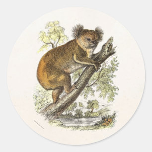 Pegatina Redonda El Ilustracion de osito Koala del siglo XIX lleva