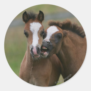 Pegatina Redonda El jugar de los potros