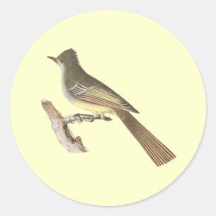 Pegatina Redonda El Kingbird Grande-con cresta (crinitus del