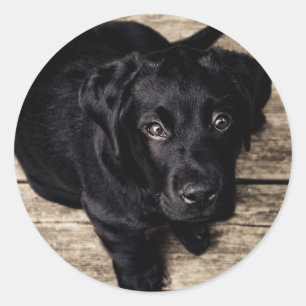 Pegatina Redonda El Labrador Negro recupera una pipa en la madera