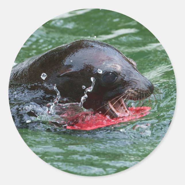 Pegatina Redonda El león marino en juego (Anverso)