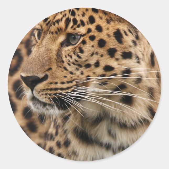 Pegatina Redonda El leopardo (Anverso)