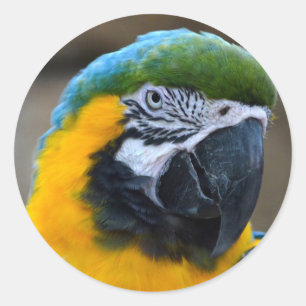 Pegatina Redonda el macaw del azul y del oro repite mecánicamente