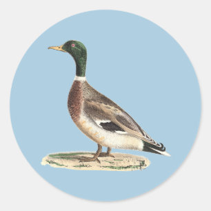 Pegatina Redonda El mallard o el pato salvaje (Anas platyrhynchos)