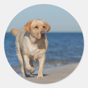 Pegatina Redonda El nuevo labrador amarillo en la playa