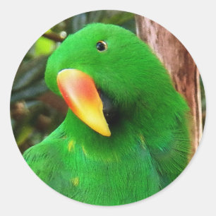 Pegatina Redonda "El Orador Verde" Eclectus Parrot