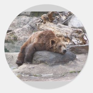 Pegatina Redonda El Oso Grizzly Descansa En La Roca