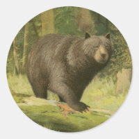 El oso negro pisando un tronco de árbol