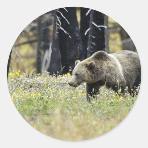 Pegatina Redonda El oso pardo en el campo en el Parque Nacional Yel