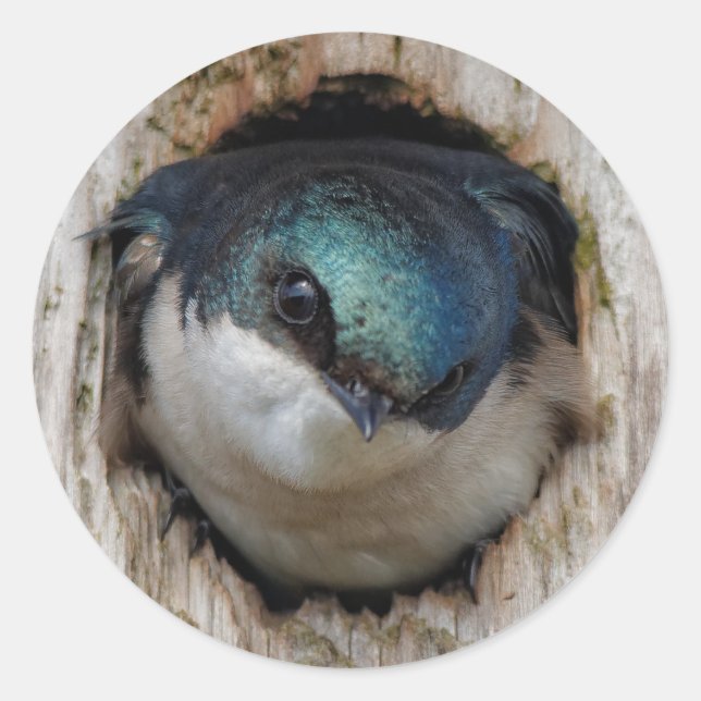 Pegatina Redonda El pájaro tragoso del árbol en una nestbox (Anverso)
