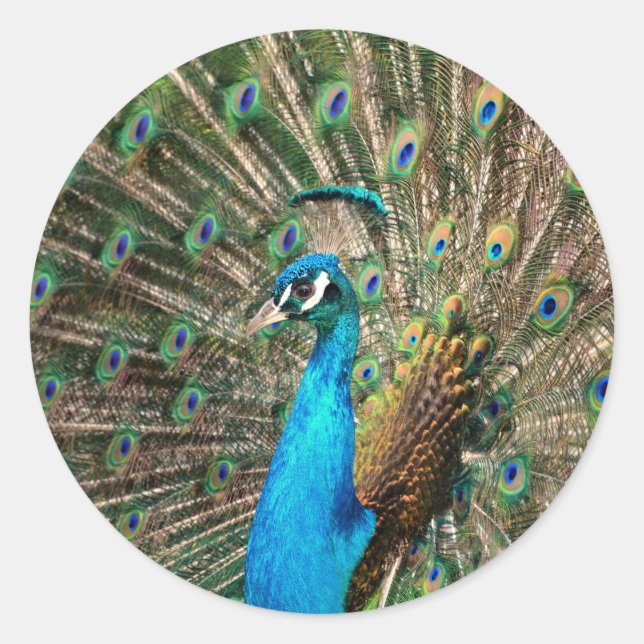 Pegatina Redonda El pavo real azul (Anverso)