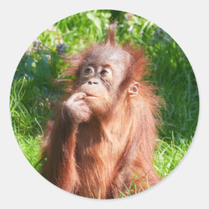 Pegatina Redonda El pensamiento de la joven orangután