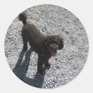 Pegatina Redonda El pequeño caniche negro