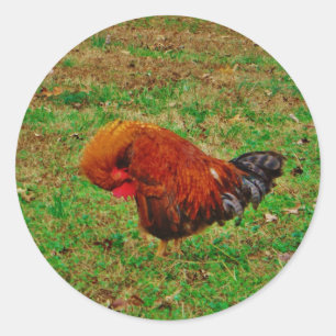 Pegatina Redonda El Preening del gallo