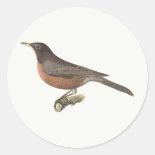 Pegatina Redonda El Robin Americano (Turdus migratorius) Aves de Nu