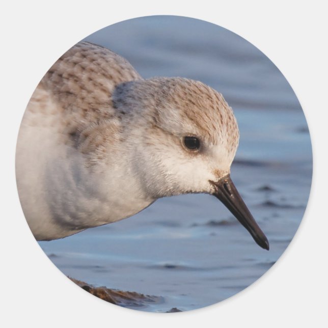 Pegatina Redonda El Sandpiper Cute Sanderling se pasea por la playa (Anverso)