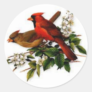 Pegatina Redonda El varón y el cardenal de sexo femenino en una