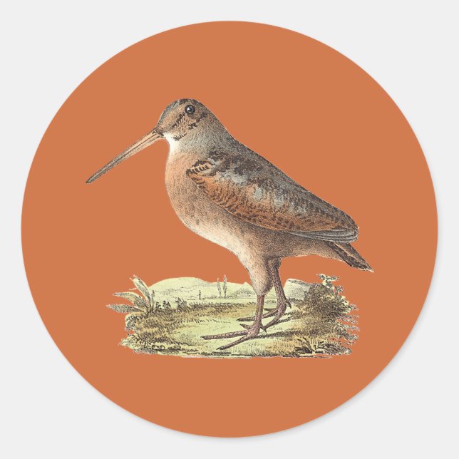 Pegatina Redonda El Woodcock americano (Rusticola menor) NY Bird (Anverso)